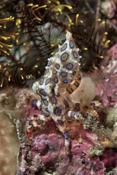 Indonesia, Papua Blue-ring octopus and coral